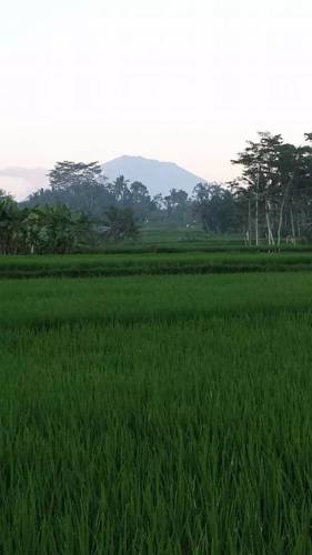Ubud Indonesien Bali Aktionscode Booking.com