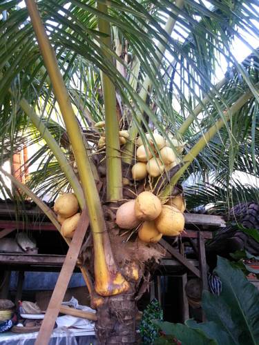 Tegalalang Indonesien Bali Aktionscode Booking.com